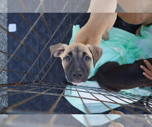 American Staffordshire Terrier-Unknown Mix Dogs for adoption in Holly Springs, NC, USA