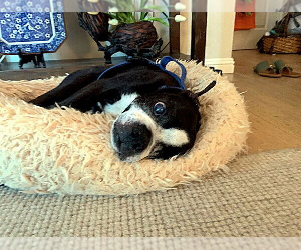 Medium Photo #2 Boston Terrier Puppy For Sale in Huntington Beach, CA, USA