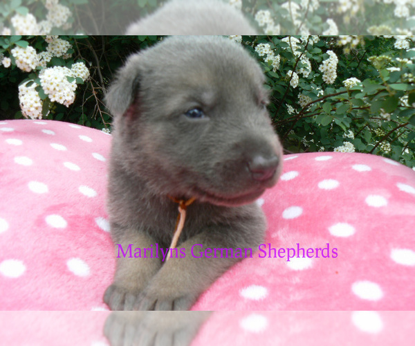 Medium Photo #4 German Shepherd Dog Puppy For Sale in PIEDMONT, MO, USA