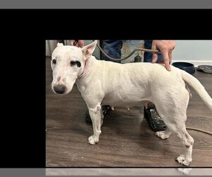 Bull Terrier-Unknown Mix Dogs for adoption in San Antonio, TX, USA