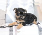 Small Photo #3 Fox Terrier (Smooth)-Poodle (Miniature) Mix Puppy For Sale in SHILOH, OH, USA
