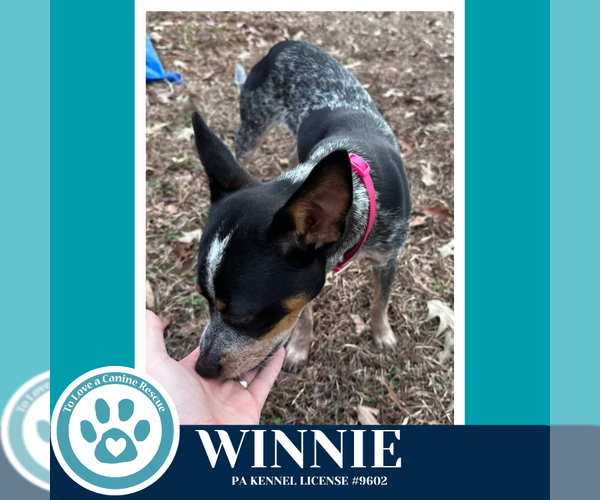 Medium Photo #2 Mutt Puppy For Sale in Kimberton, PA, USA