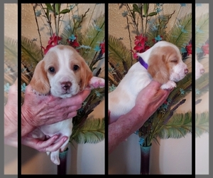 Beagle Puppy for sale in PORT LAVACA, TX, USA