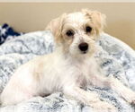 Small #2 Maltipoo