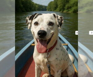 English Setter-Labrador Retriever Mix Dogs for adoption in Rustburg, VA, USA