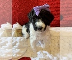 Small Photo #7 Goldendoodle Puppy For Sale in DOLPH, AR, USA