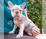 Small Photo #2 French Bulldog Puppy For Sale in PASCO, WA, USA