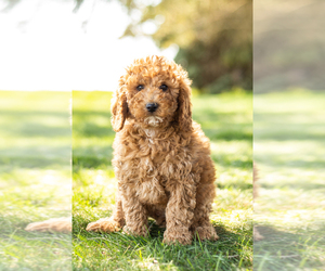 Poodle (Miniature) Puppy for sale in SHIPSHEWANA, IN, USA