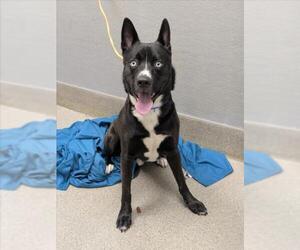Siberian Husky-Unknown Mix Dogs for adoption in Las Vegas, NV, USA
