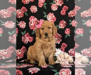 Golden Retriever Puppy for sale in CHRISTIANA, PA, USA