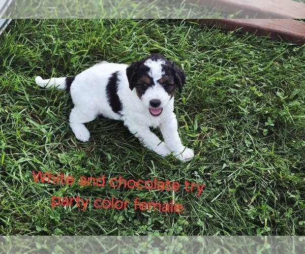 Medium Photo #12 Bernedoodle (Miniature) (+ Poodle Miniature) Puppy For Sale in DETROIT, MI, USA