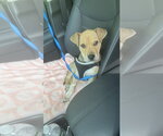 Small #1 Labrador Retriever Mix