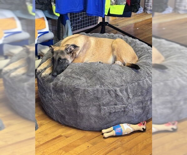 Medium Photo #5 Mutt Puppy For Sale in Sebec, ME, USA