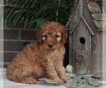 Small Photo #11 Goldendoodle Puppy For Sale in FREDERICKSBURG, OH, USA