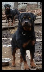 Mother of the Rottweiler puppies born on 08/15/2016