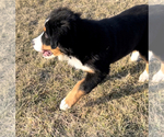 Puppy 2 Bernese Mountain Dog