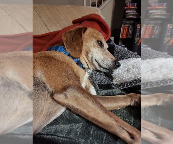 Medium Photo #4 Mutt Puppy For Sale in Candler, NC, USA