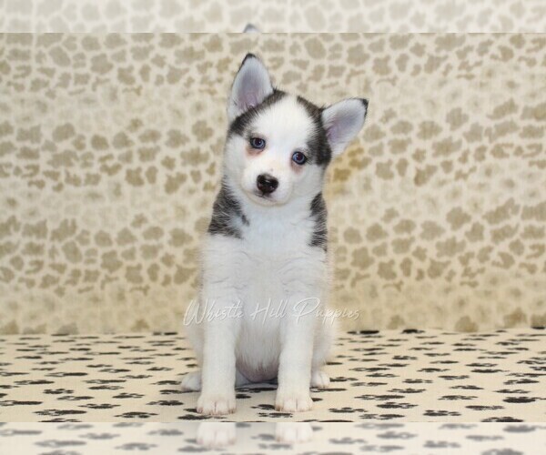 Medium Photo #4 Pomsky Puppy For Sale in DENVER, PA, USA