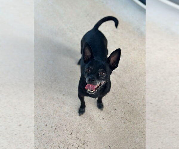 Medium Photo #8 Chihuahua Puppy For Sale in Oak Bluffs, MA, USA