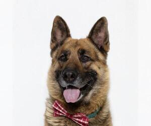 German Shepherd Dog Dogs for adoption in Santa Barbara, CA, USA