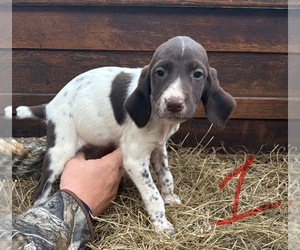 German Shorthaired Pointer Puppy for sale in BONIFAY, FL, USA