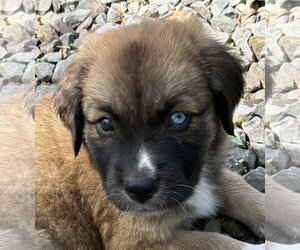 Australian Shepherd-Great Dane Mix Dogs for adoption in Rockaway, NJ, USA