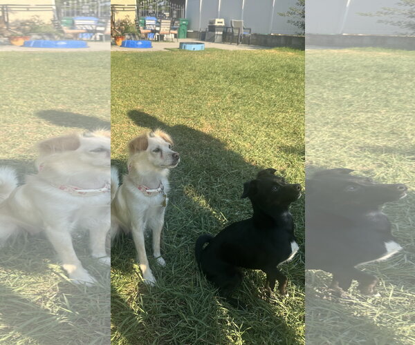 Medium Photo #7 Mutt Puppy For Sale in Sandy, UT, USA