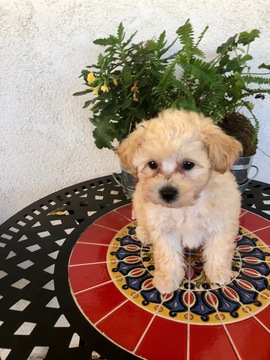 Medium Photo #3 Maltipoo Puppy For Sale in LOS ANGELES, CA, USA