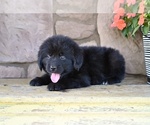 Small #6 Newfoundland
