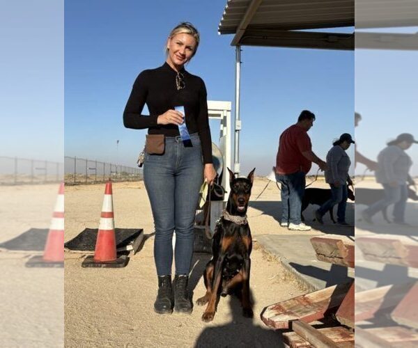 Medium Photo #30 Doberman Pinscher Puppy For Sale in FORT LAUDERDALE, FL, USA