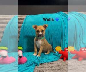 Mutt Dogs for adoption in Turlock, CA, USA
