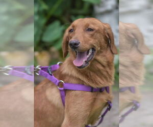 Medium Golden Retriever Mix