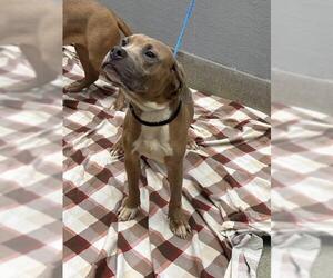 Mutt Dogs for adoption in Las Vegas, NV, USA