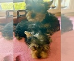 Small #6 Yorkshire Terrier