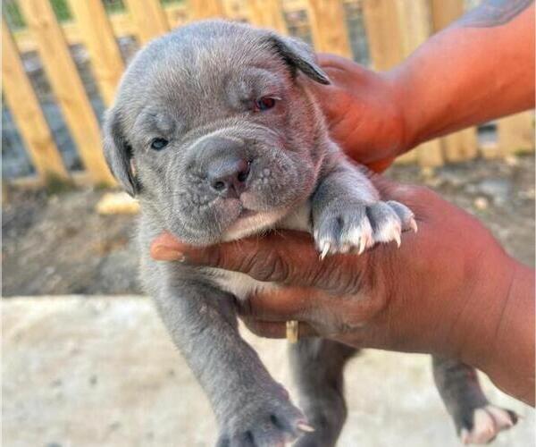 Medium Photo #2 Cane Corso Puppy For Sale in SENOIA, GA, USA