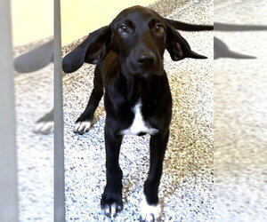 Labrador Retriever-Unknown Mix Dogs for adoption in Boston, MA, USA