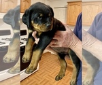 Puppy 4 Rottweiler