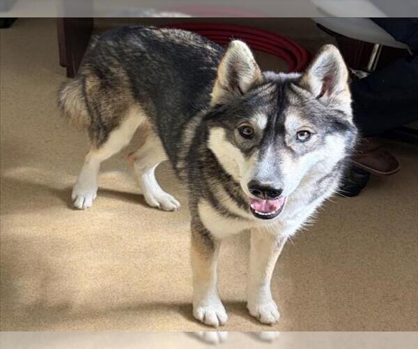 Medium Photo #1 Siberian Husky Puppy For Sale in Derwood, MD, USA