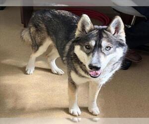 Siberian Husky Dogs for adoption in Derwood, MD, USA