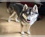 MOKA - Male Siberian Husky Dog for Adoption - Small photo