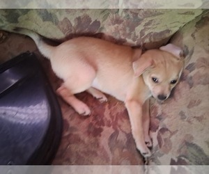 Chipin Puppy for sale in CRESWELL, OR, USA