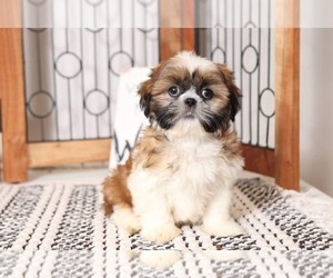 Shih Tzu Puppy for sale in NAPLES, FL, USA