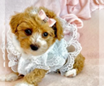 Image preview for Ad Listing. Nickname: Poodles