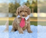 Small Photo #1 Goldendoodle (Miniature) Puppy For Sale in FROSTPROOF, FL, USA