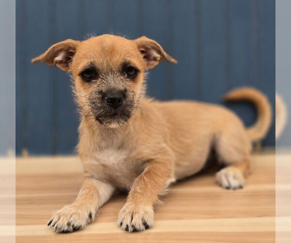 Medium Photo #2 Border Terrier-Unknown Mix Puppy For Sale in Lakewood, CO, USA