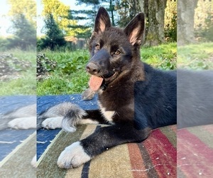 Alaskan Husky-Alaskan Malamute Mix Puppy for sale in CANASTOTA, NY, USA