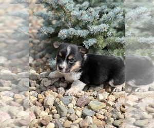 Cowboy Corgi Puppy for Sale in WAUKON, Iowa USA