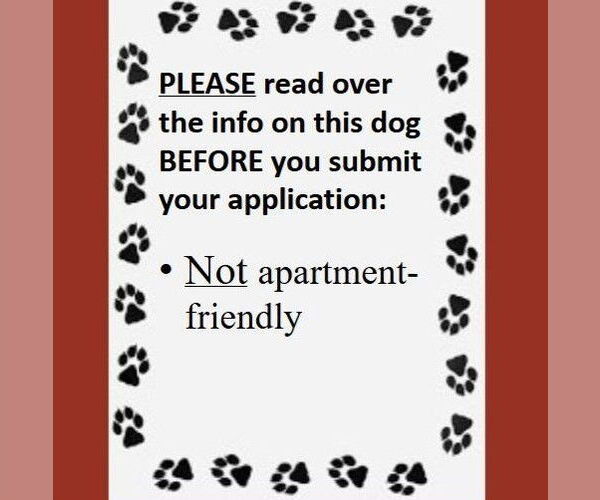 Medium Photo #4 Siberian Husky-Unknown Mix Puppy For Sale in Fargo, ND, USA