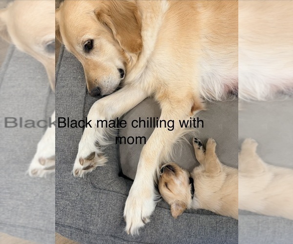 Medium Photo #14 Golden Retriever Puppy For Sale in PHOENIX, AZ, USA