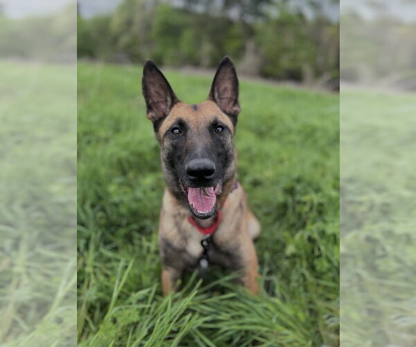 Medium Photo #6 Mutt Puppy For Sale in Imlay City, MI, USA